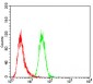 JAK2 Antibody